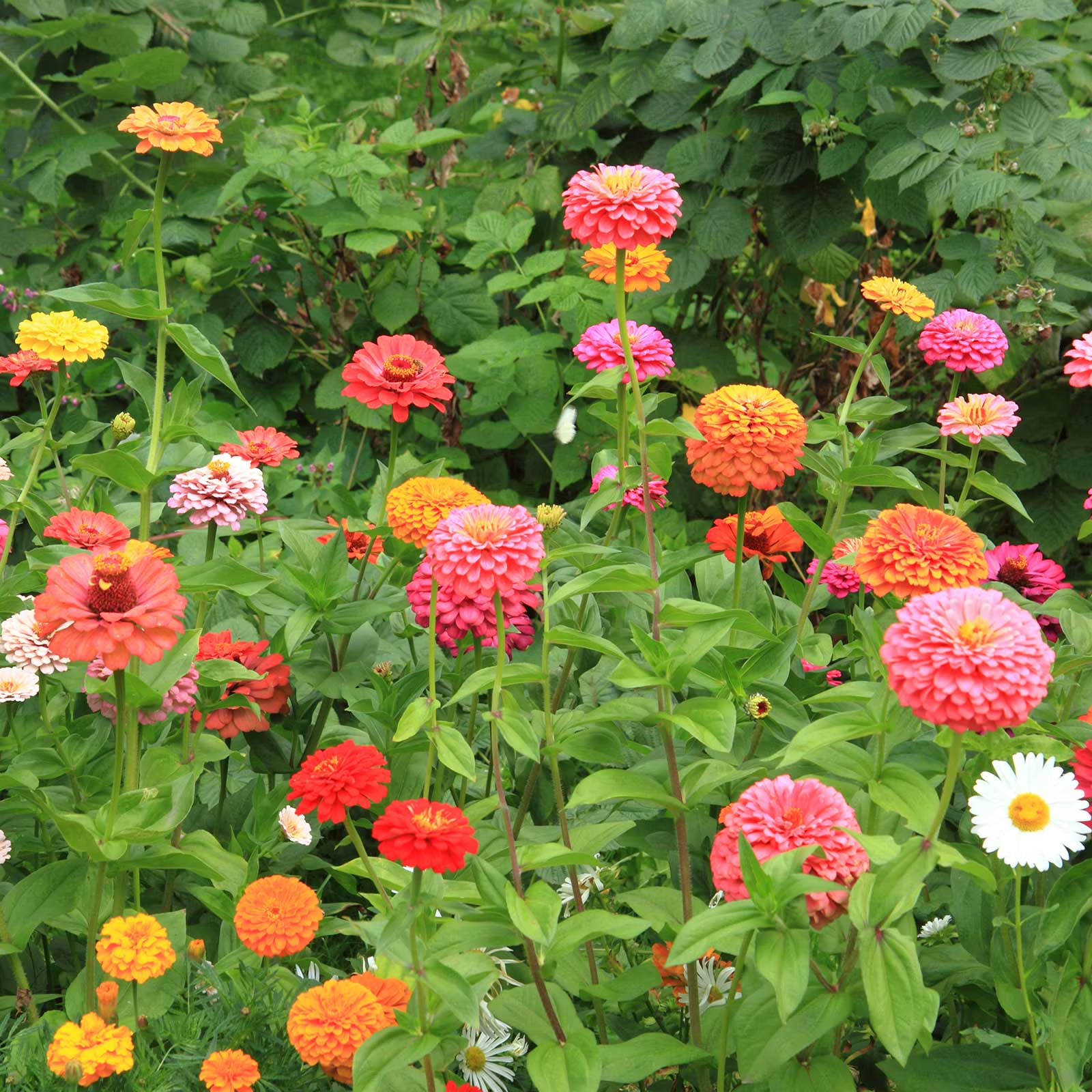 California Giant Mix Zinnia Flower Seeds for Colorful Garden Beds & Borders