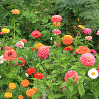 California Giant Mix Zinnia Flower Seeds for Colorful Garden Beds & Borders