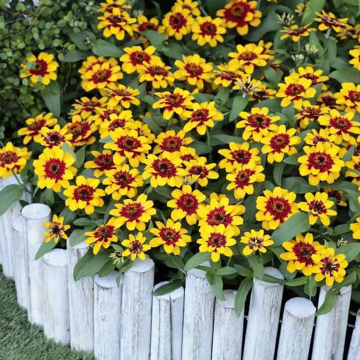 Red Yellow Zinnia Flower Seeds for Planting – Bright, Colorful Garden Blooms