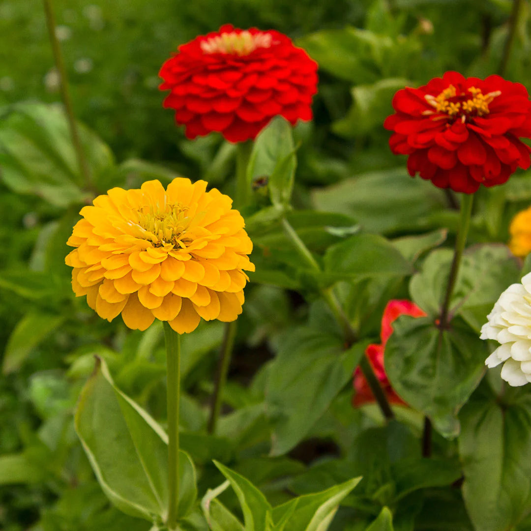 Single Petal Zinnia Mix Flower Seeds for Planting – Vibrant, Non-GMO Garden Flowers