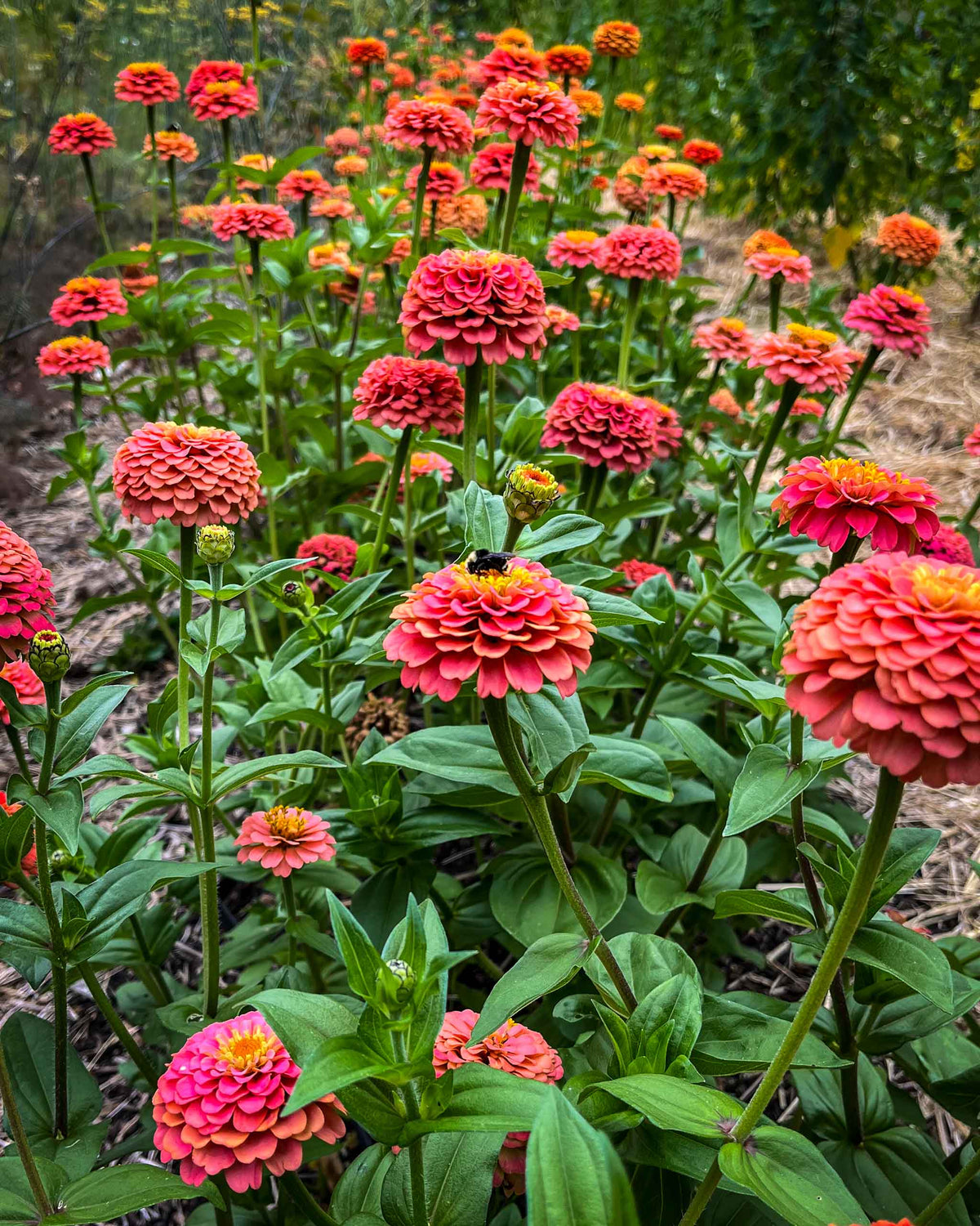 Zinnia Oklahoma Double Bloom Flower Seeds for Planting – Heirloom, Non-GMO Flower Seeds