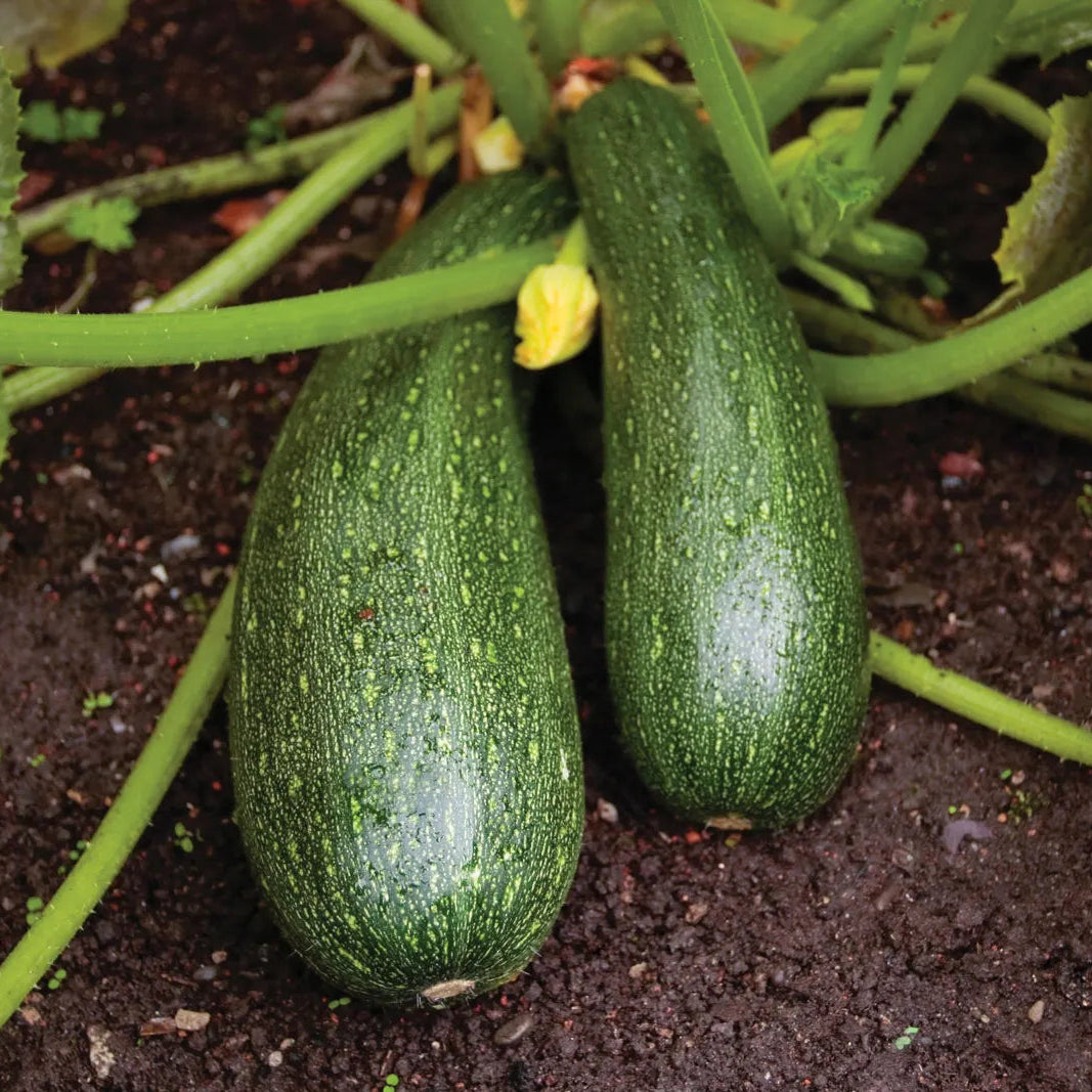 Grey Zucchini Squash Vegetable Seeds for Planting - heirloom & Non-GMO Garden Seeds