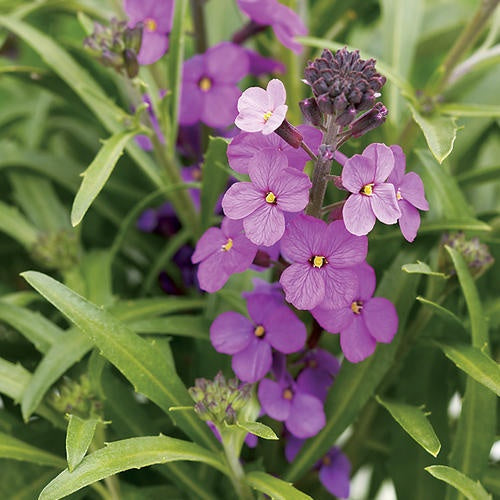 Heirloom Non-GMO Violet Linifolium Flower Seeds for Elegant Garden Borders and Seasonal Planting for planting in home garden