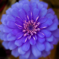 Blue Zinnia Flower Seeds for Planting â€“ Vibrant Blooms for Your Garden, Non-GMO