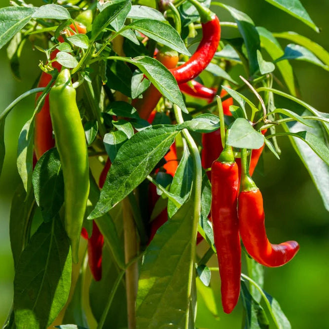 Philippine Hot Pepper Vegetable Seeds for Planting heirloom & Non-GMO Seeds