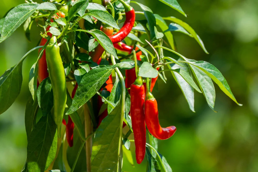 Fresh chilli pepper plants growing in a home vegetable garden.