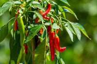 Fresh chilli pepper plants growing in a home vegetable garden.