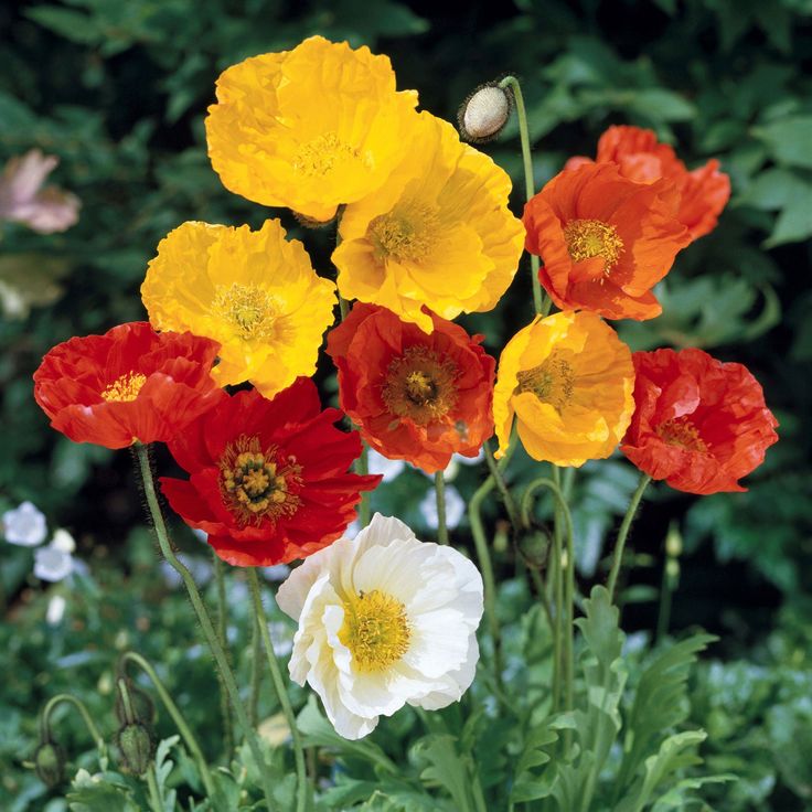 Nudicaule Flower Seeds for Planting, Heirloom, Non-GMO, 100 pcs