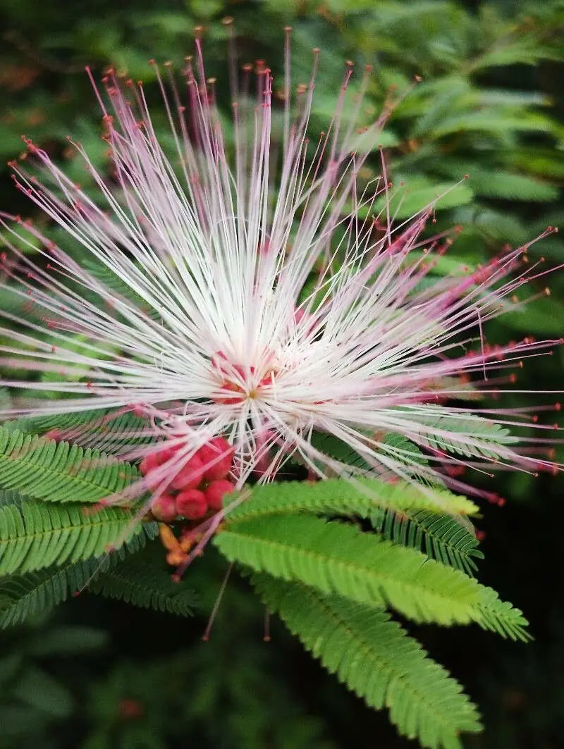 Pink Calliandra Eriophylla Plant Seeds for Planting - 100 pcs