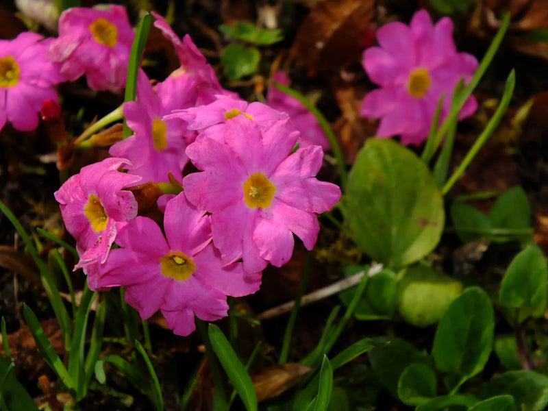 Himalayan Primrose Flower Seeds, Heirloom, Non-GMO Seeds for Planting - Primrose for planting in home garden