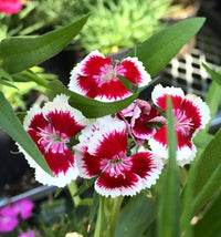 Red (Red scientific name) for planting in garden