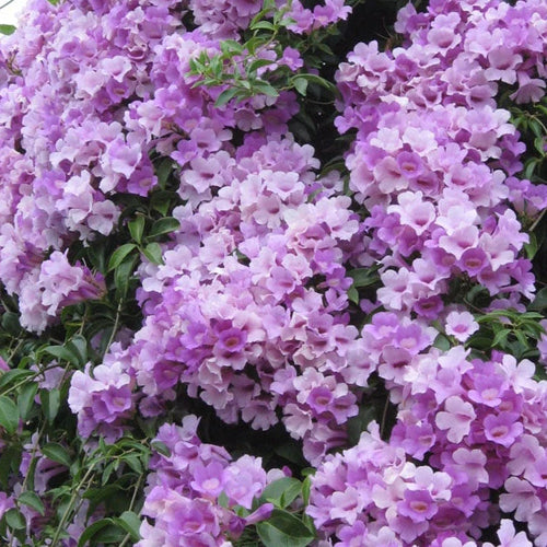 Climbing Flower Seeds Heirloom Non GMO Planting - 100 pcs