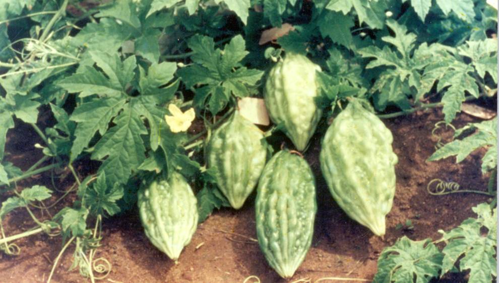Arka Harit Bitter Gourd Momordica charantia seeds for garden planting