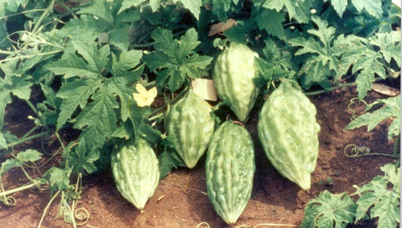Arka Harit Bitter Gourd Momordica charantia seeds for garden planting