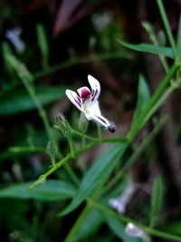 Heirloom Andrographis Plant Seeds for Garden Planting, Non-GMO, Medicinal Herb for Wellness Gardens