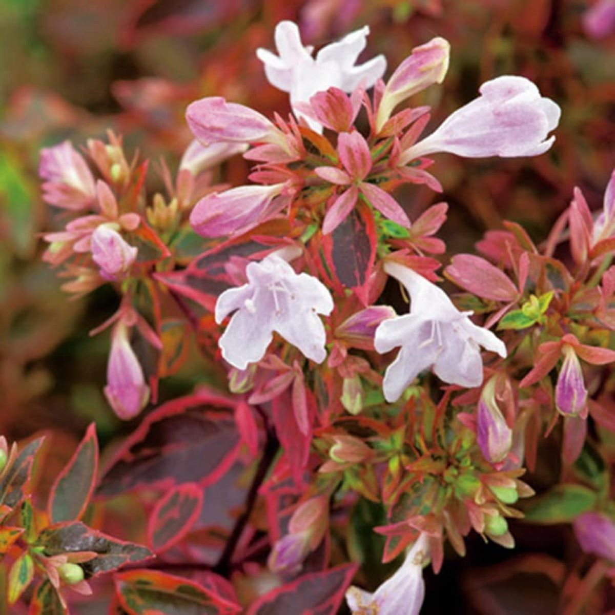 Heirloom Non-GMO Red Abelia Flower Seeds for Garden Planting for planting in home garden