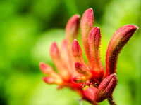 Kangaroo Paw Flower Seeds for Planting - NON GMO Seeds