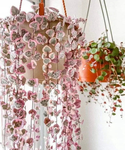 100 Pcs