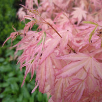 Acer palmatum Taylor ornamental maple tree foliage