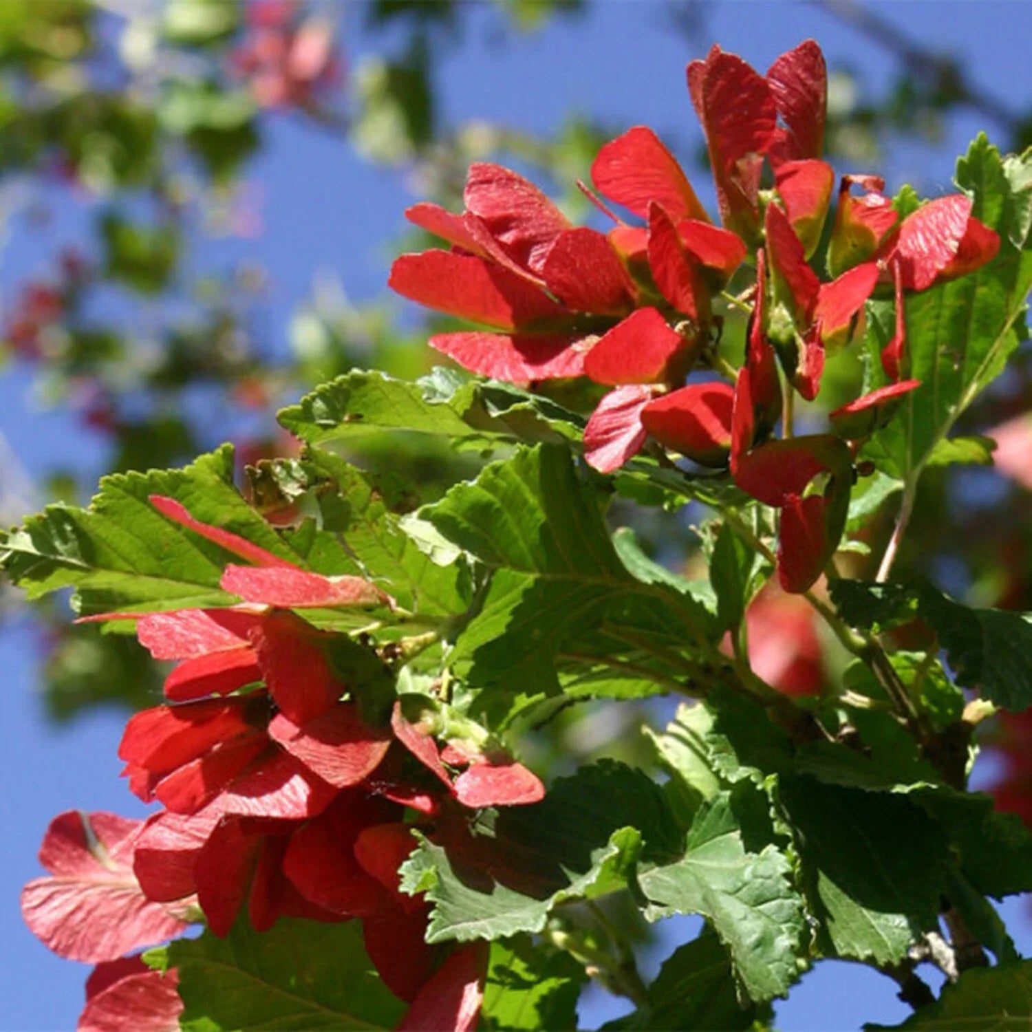 Tatarian Maple Herb Seeds