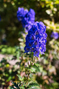 Blue Monkshood Flower Seeds for Planting - 100 pcs