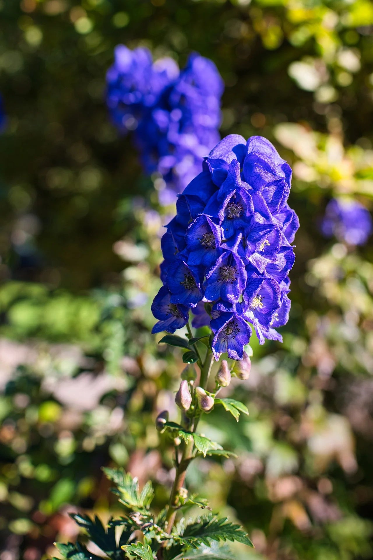 Blue Monkshood Flower Seeds for Planting - 100 pcs