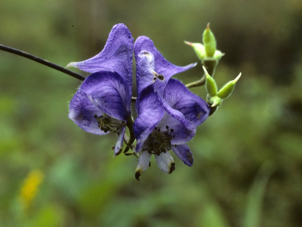 Blue Monkshood Flower Seeds for Planting - 100 pcs