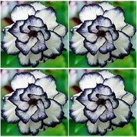 Adenium flowering plant seeds suitable for containers and outdoor gardens.