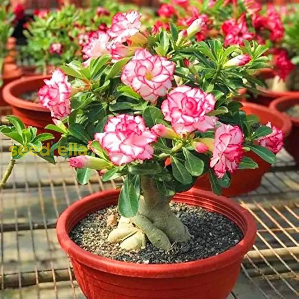 Heirloom Non-GMO Adenium Obesum Flower Seeds for Planting – Desert Rose Variety
