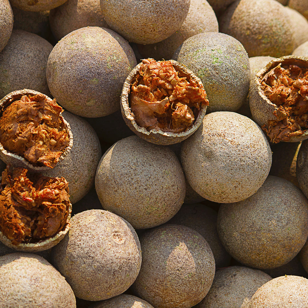Aegle marmelos Bael Tree seeds for planting in home gardens and orchards.