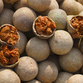 Aegle marmelos Bael Tree seeds for planting in home gardens and orchards.