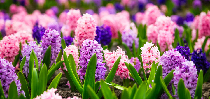 Hyacinth Flower Seeds for Planting, Multi-Colored, 100 pcs