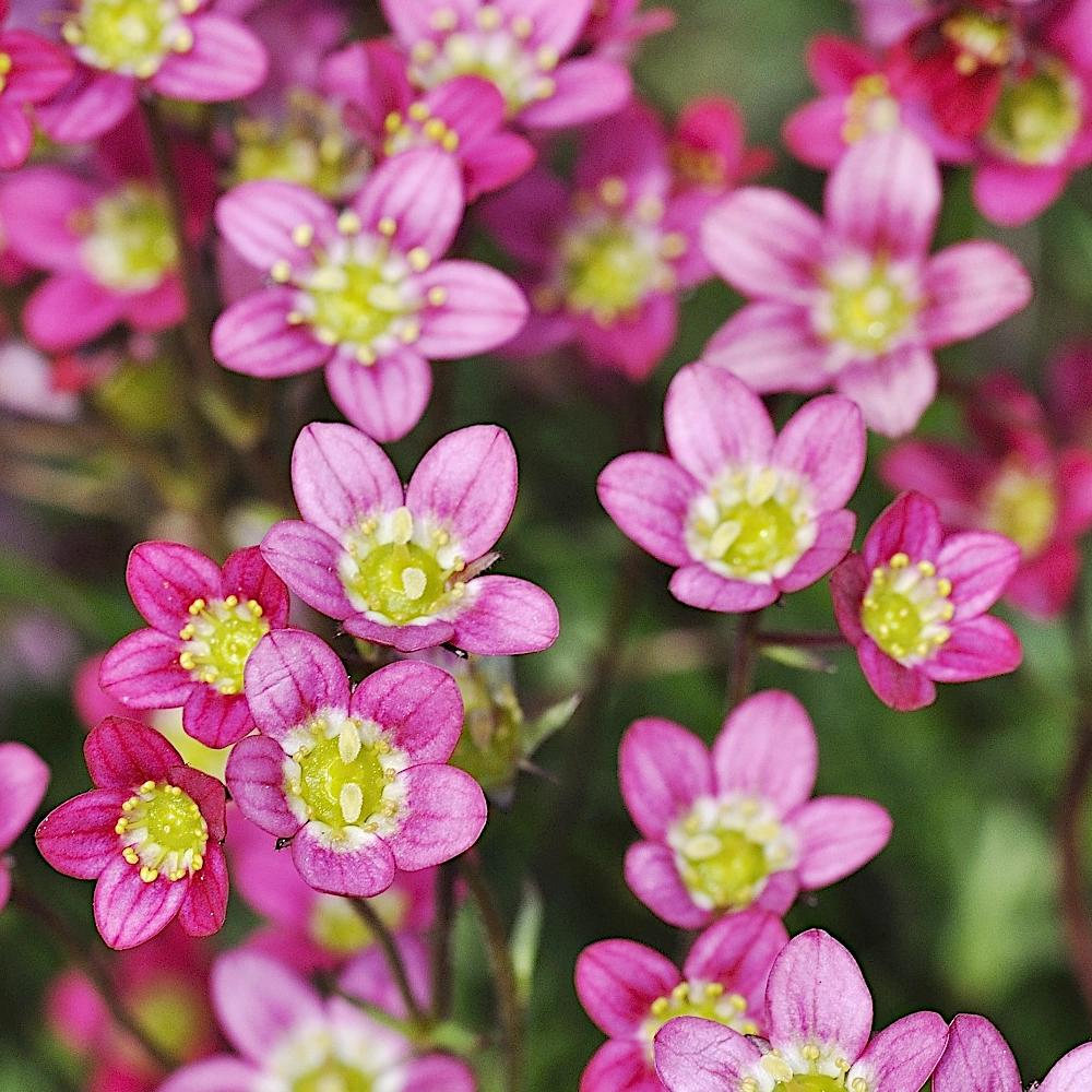 Heirloom Non-GMO Saxifraga Pink Flower Seeds for Planting ƒ?? Hardy Perennial Blooms for Rock and Alpine Gardens for planting in your garden.