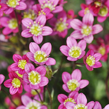 Heirloom Non-GMO Saxifraga Pink Flower Seeds for Planting ƒ?? Hardy Perennial Blooms for Rock and Alpine Gardens for planting in your garden.
