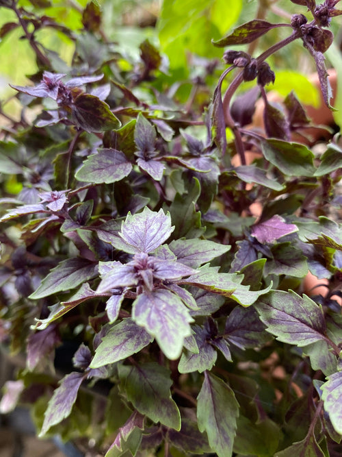 African Blue Basil herb seeds suitable for raised beds and containers.