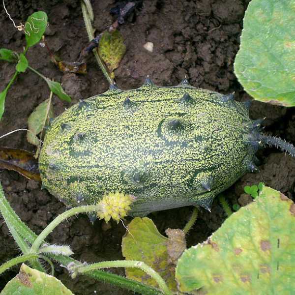 African Horned Cucumber Vegetable Seeds for Planting – Heirloom & Non-GMO Garden Seeds
