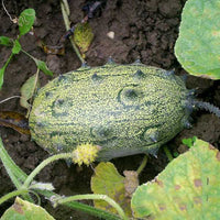 African Horned Cucumber Vegetable Seeds for Planting – Heirloom & Non-GMO Garden Seeds