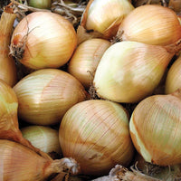 Ailsa Craig Onion heirloom seeds for home garden planting
