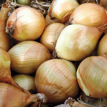 Ailsa Craig Onion heirloom seeds for home garden planting