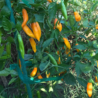 Aji Amarillo Chile Pepper Seeds for Home Garden Planting | Heirloom Non-GMO