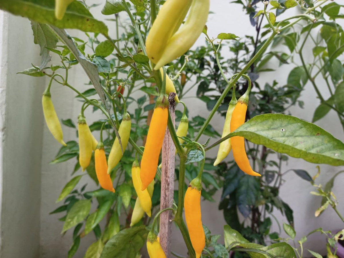 Aji Lemon Drop Pepper Seeds for Planting - Grow Natural and Organic Vegetables at Home