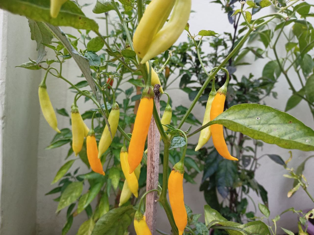 Aji Lemon Drop Pepper Seeds for Planting - Grow Natural and Organic Vegetables at Home