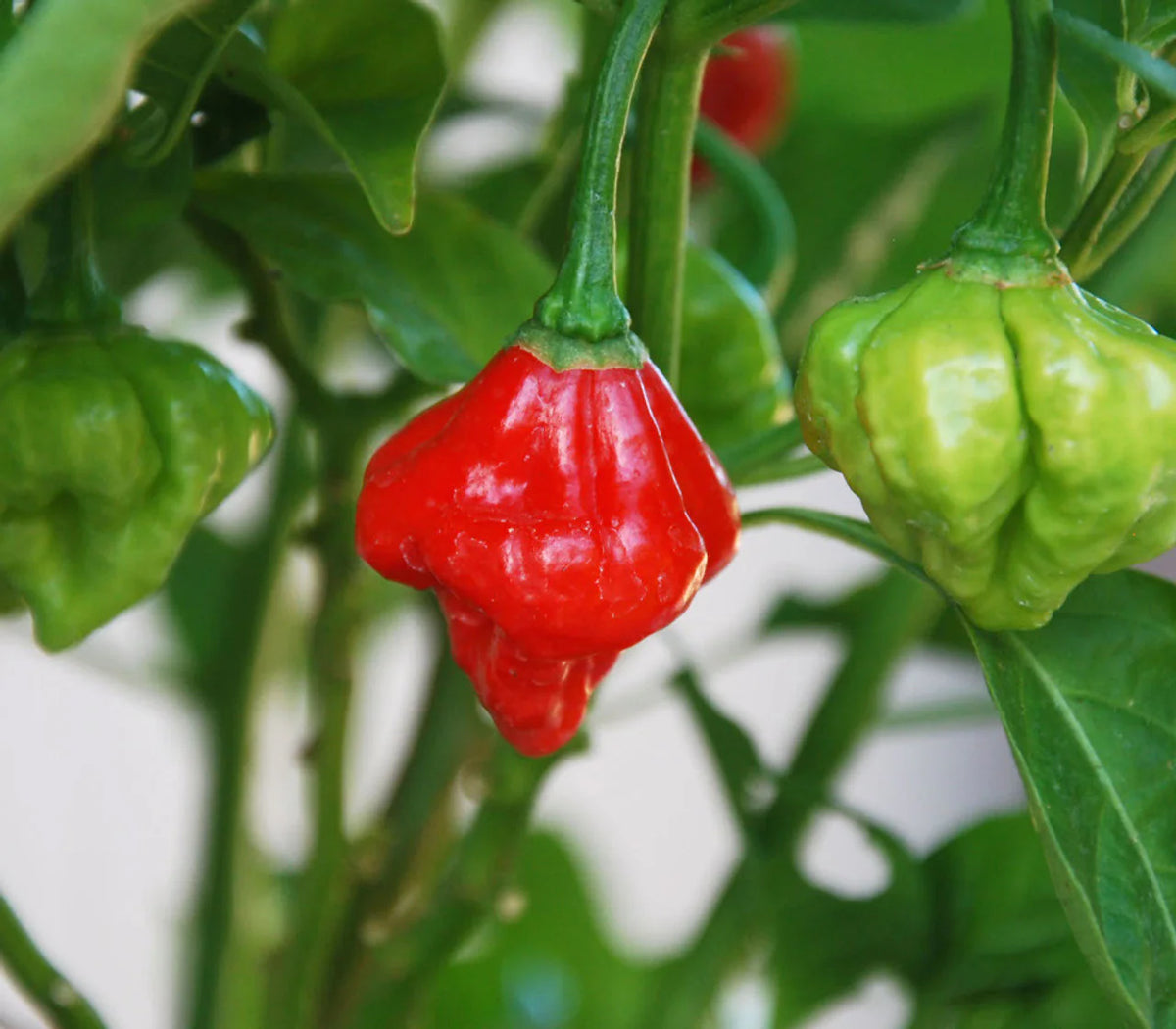 Aji Dulce Yellow Round Pepper Seeds for Planting heirloom & Non-GMO Seeds