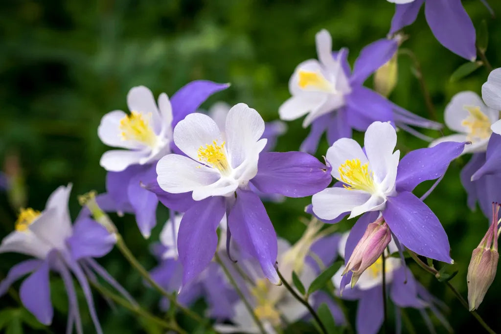 Heirloom Aquilegia Flower Seeds, Non-GMO Columbine Blooms for Colorful Garden Planting for planting in home garden