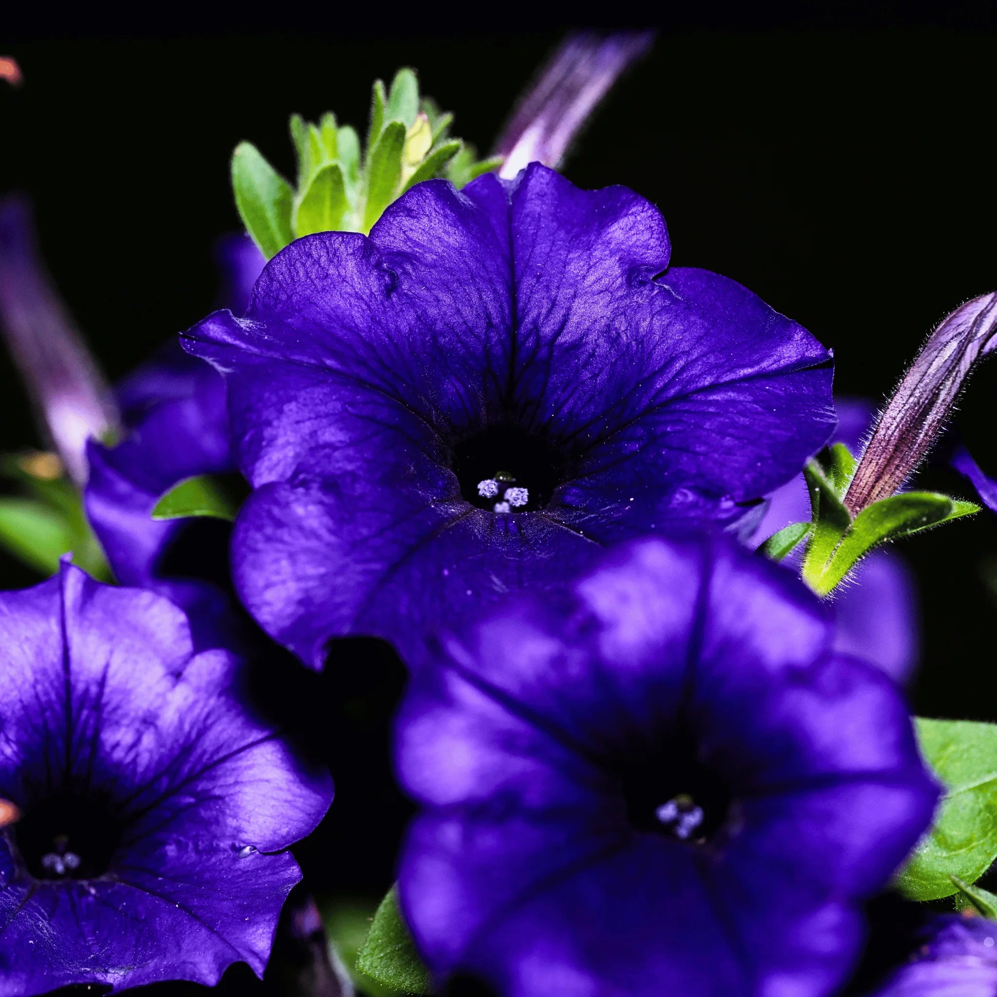 Blue Petunia Flower Seeds - Heirloom, NON-GMO, Easy Planting for Garden, Hanging Baskets & Borders