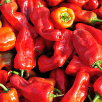 Aleppo Hot Pepper Plants Growing in Home Garden