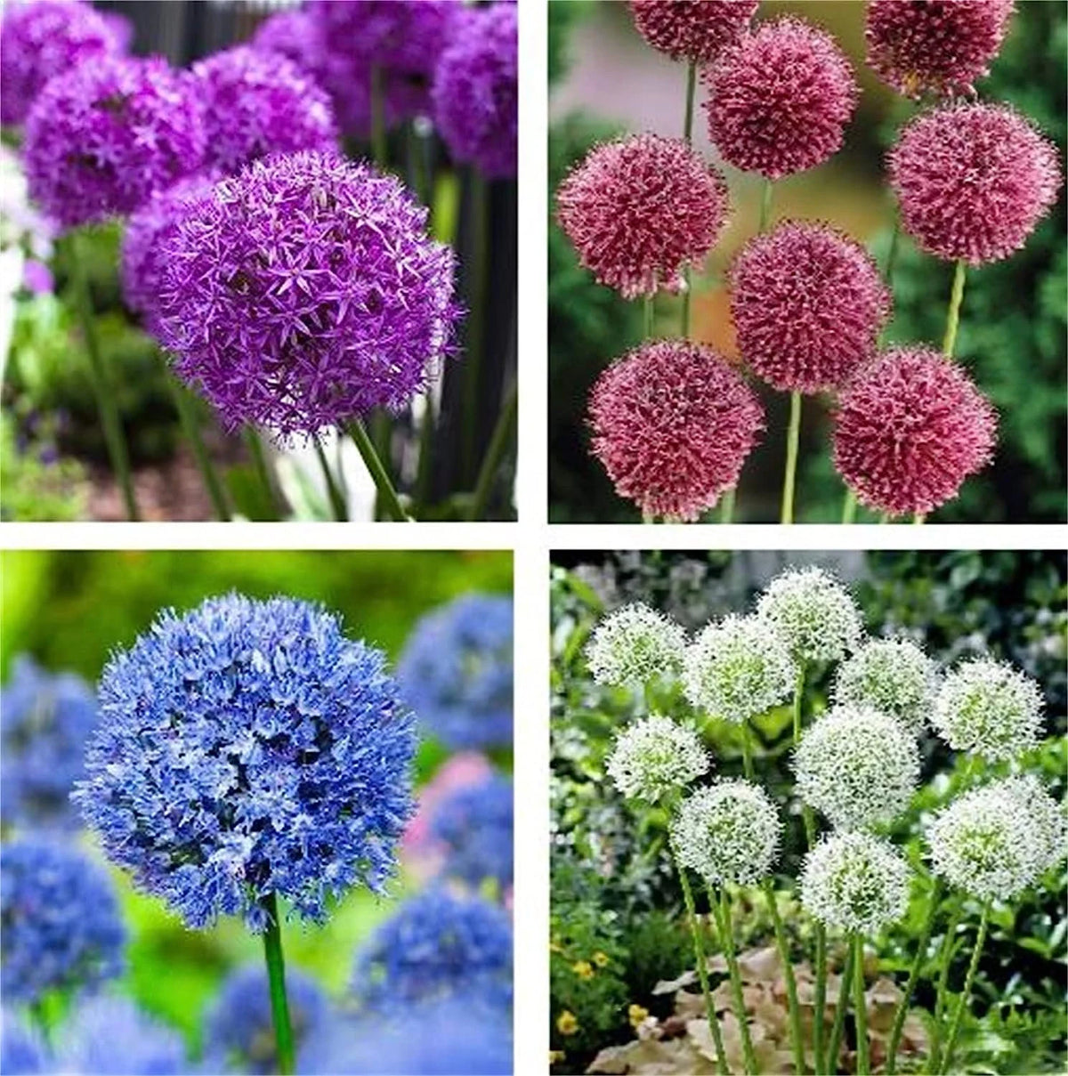 Allium giganteum seeds suitable for raised beds, borders, and containers.