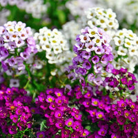 Heirloom Sweet Alyssum Flower Seeds for Planting, Non-GMO