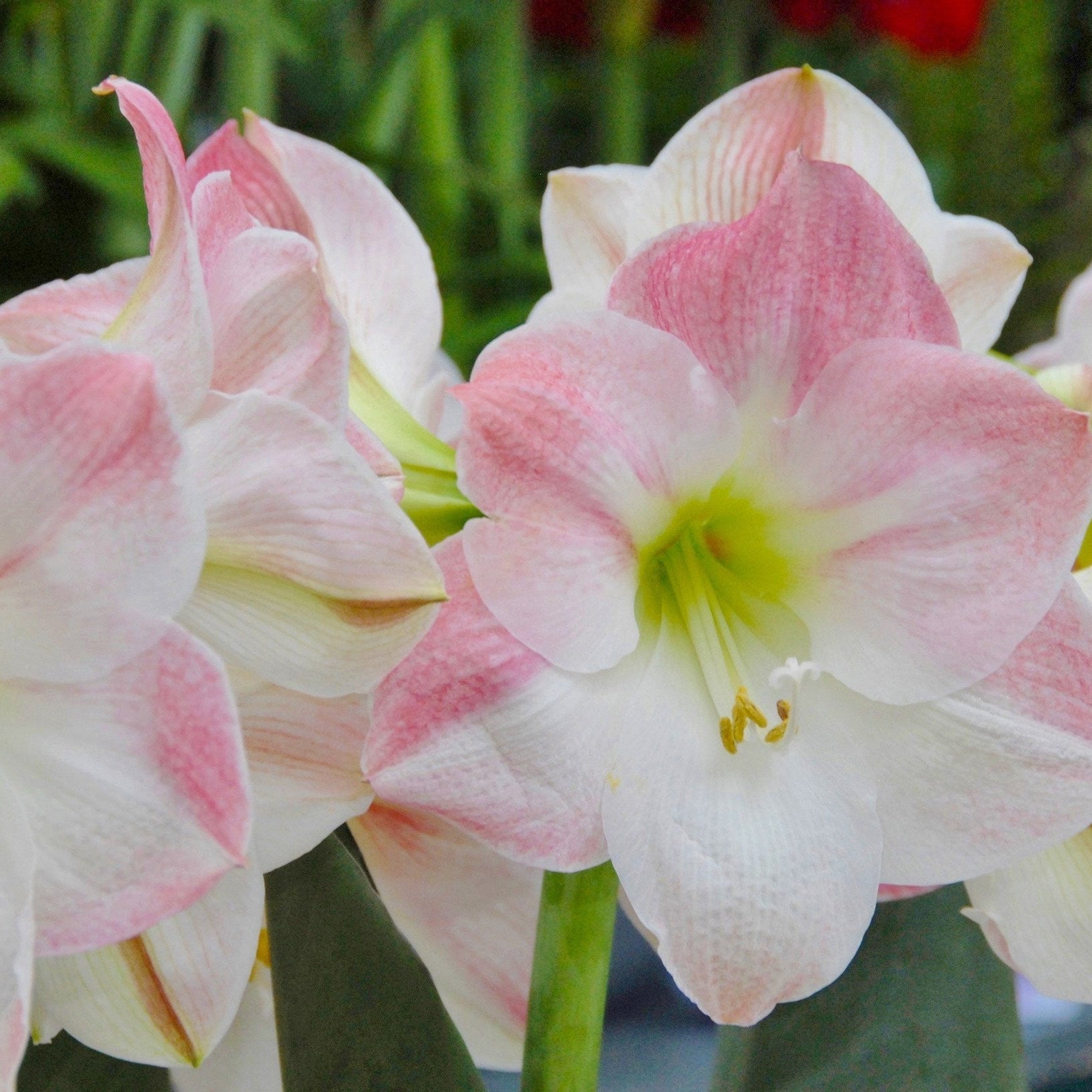 Non-GMO (Non-GMO scientific name) for planting in garden