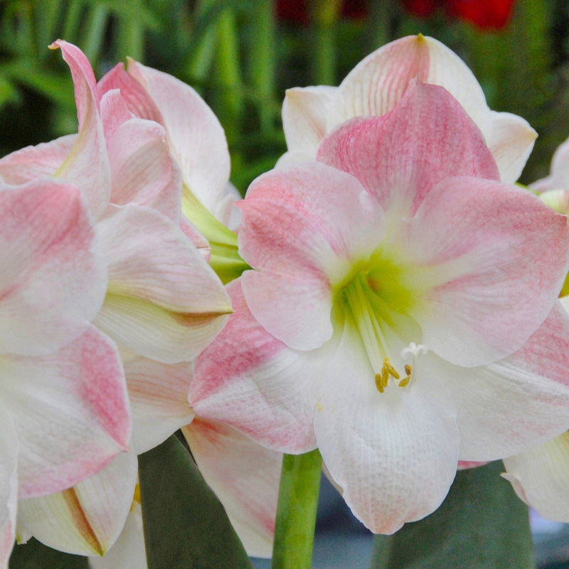 Non-GMO (Non-GMO scientific name) for planting in garden